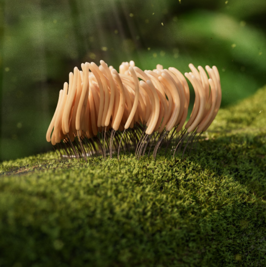 苔藓生物_02-seven的设计小站